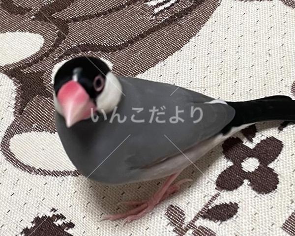 迷い鳥の写真
