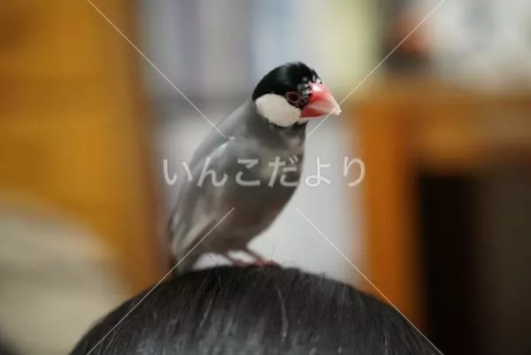 迷い鳥の写真