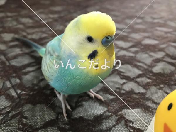 迷い鳥の写真