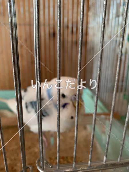 保護鳥の写真