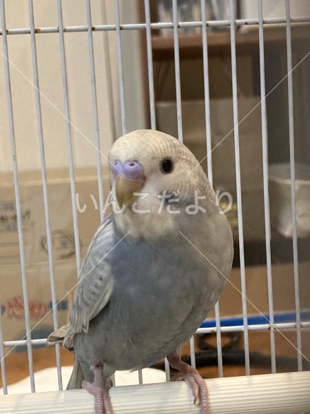 保護鳥の写真