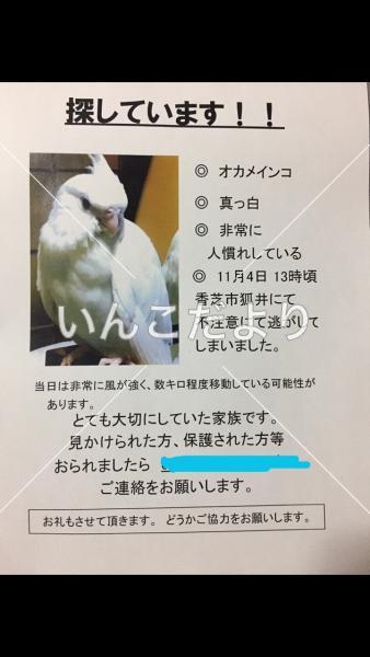 迷い鳥の写真