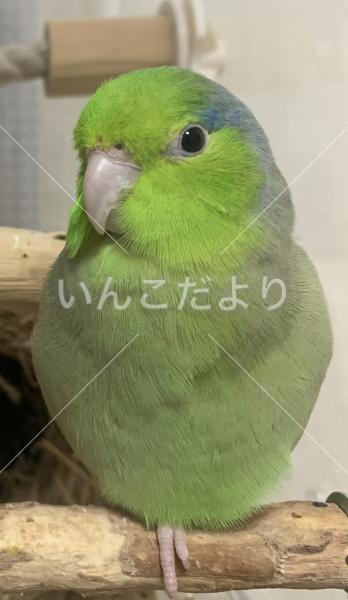 迷い鳥の写真