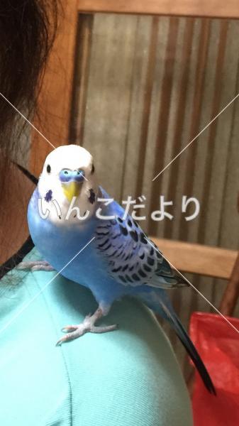 迷い鳥の写真