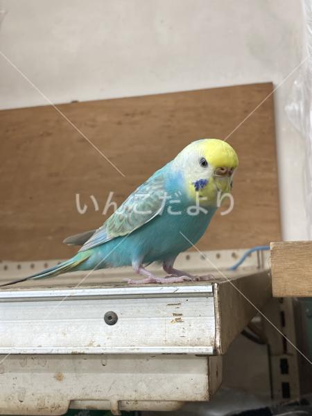 保護鳥の写真