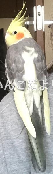保護鳥の写真