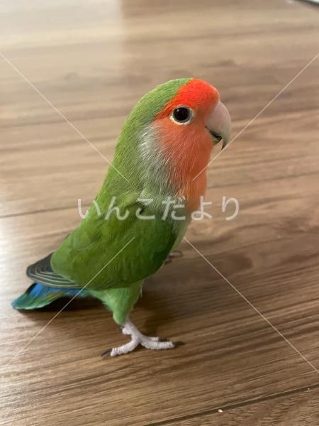 迷い鳥の写真