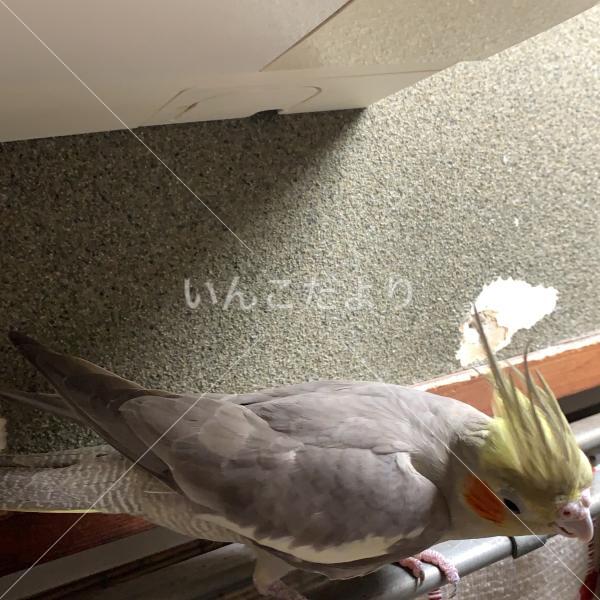 迷い鳥の写真