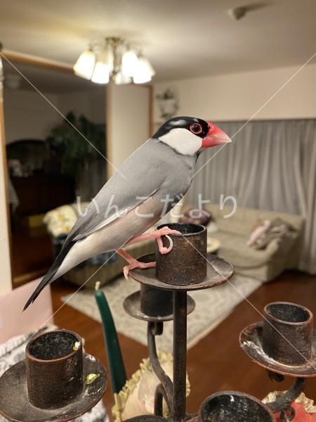 迷い鳥の写真