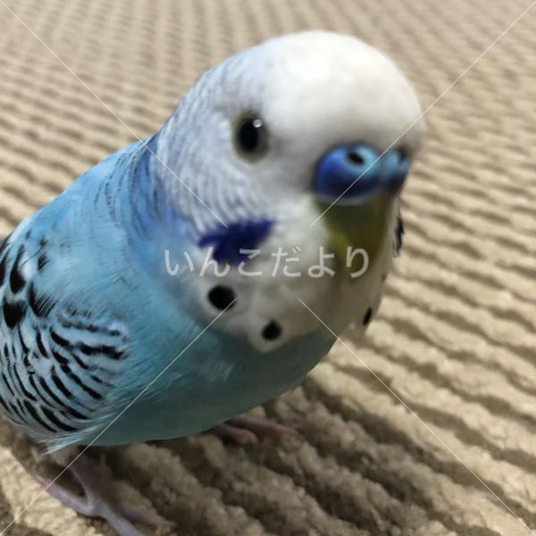 迷い鳥の写真