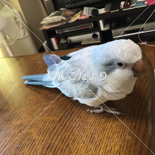 迷い鳥の写真
