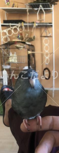 迷い鳥の写真