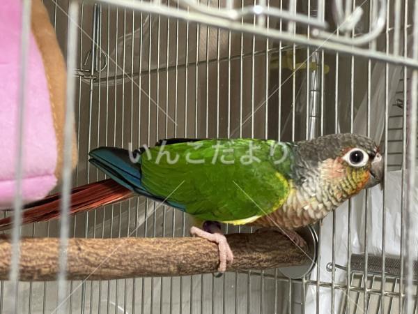 迷い鳥の写真