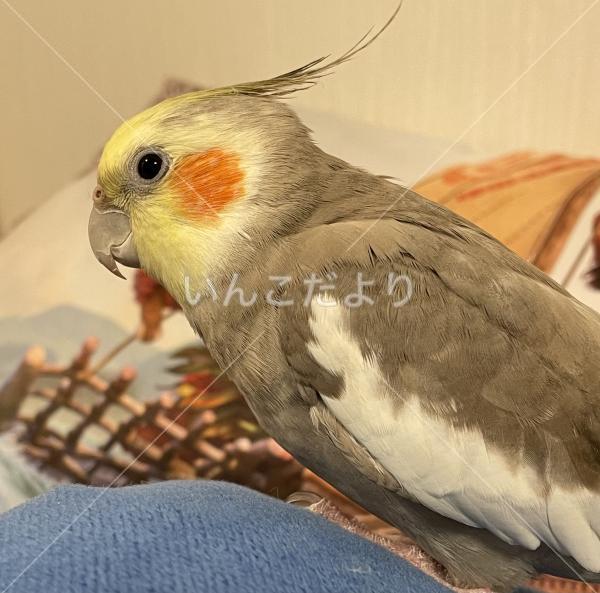 迷い鳥の写真