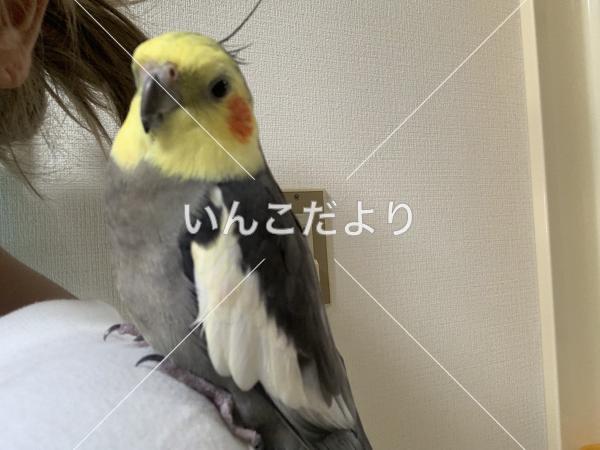 迷い鳥の写真