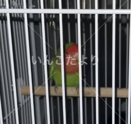 保護鳥の写真