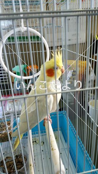 保護鳥の写真