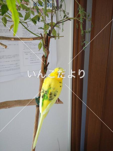 迷い鳥の写真