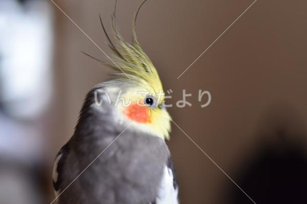 迷い鳥の写真