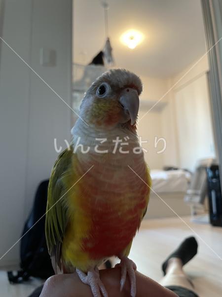 迷い鳥の写真