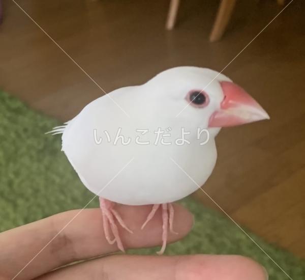 迷い鳥の写真