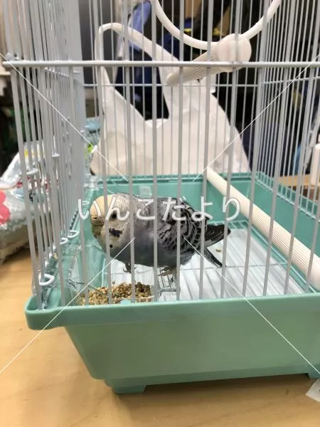 保護鳥の写真