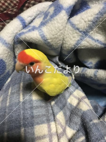 迷い鳥の写真