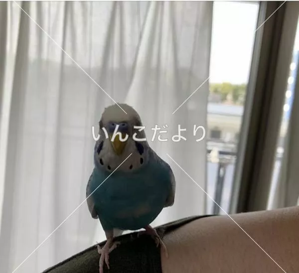 保護鳥の写真