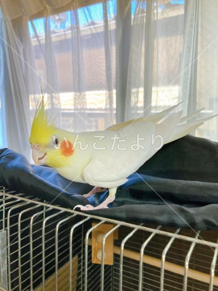 迷い鳥の写真