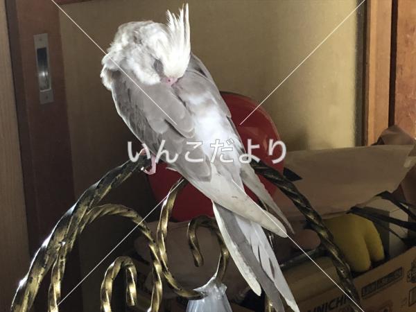 迷い鳥の写真