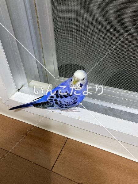 迷い鳥の写真