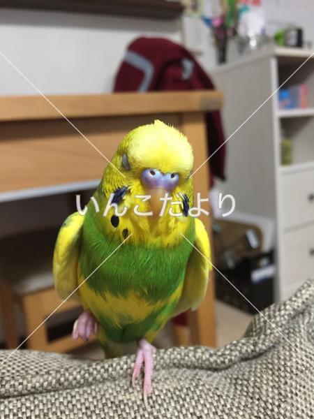 迷い鳥の写真