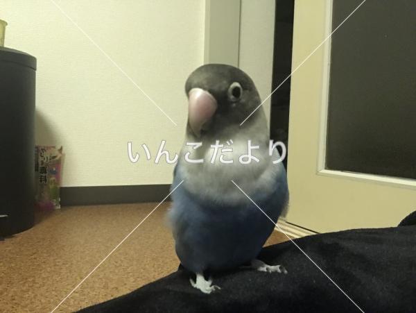 迷い鳥の写真