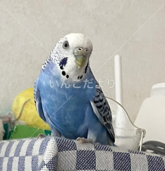 迷い鳥の写真