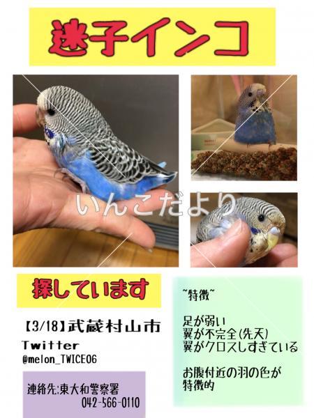 迷い鳥の写真