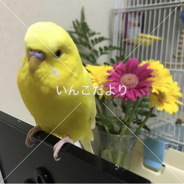 迷い鳥の写真