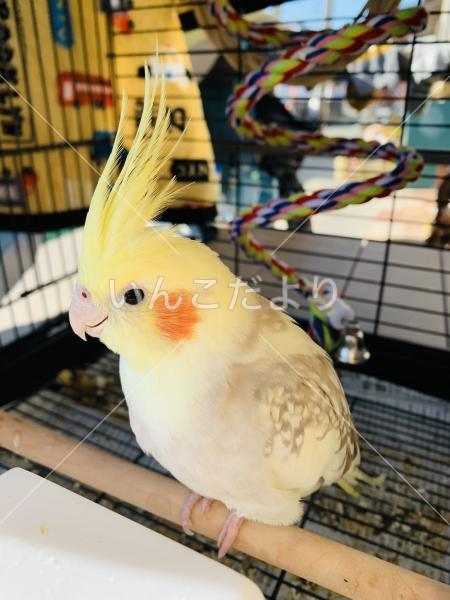 迷い鳥の写真
