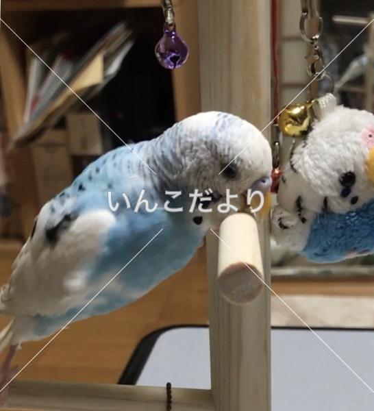 迷い鳥の写真