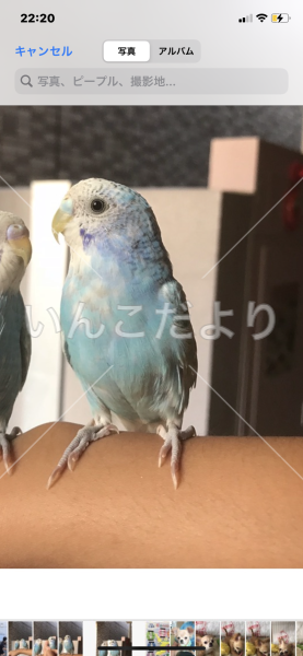 迷い鳥の写真