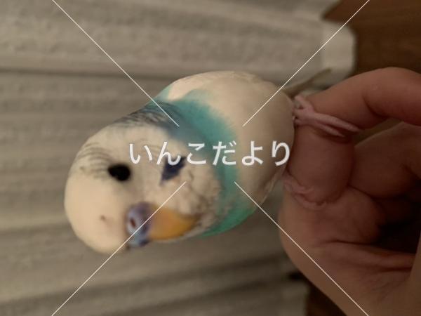 保護鳥の写真