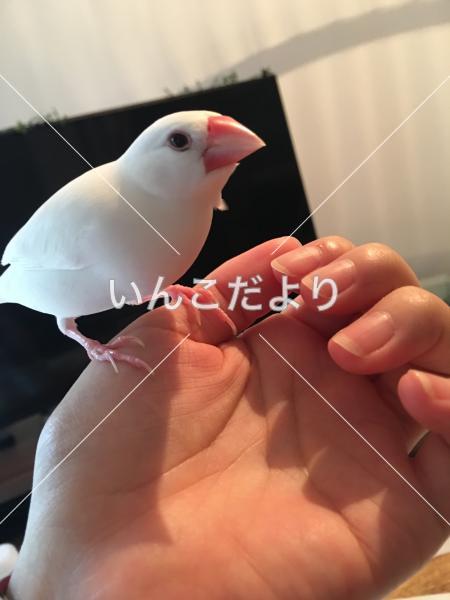 迷い鳥の写真