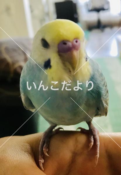迷い鳥の写真