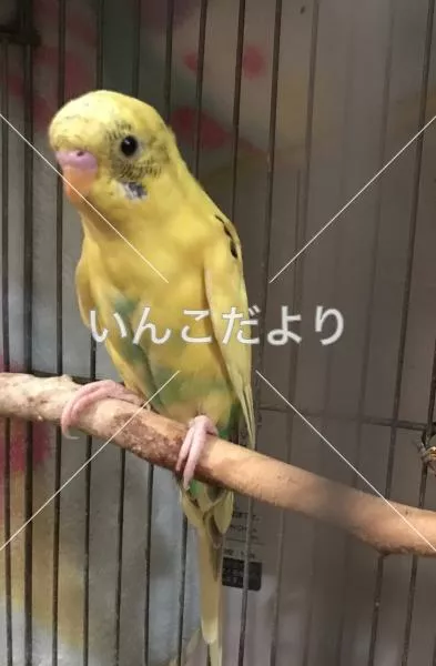 保護鳥の写真