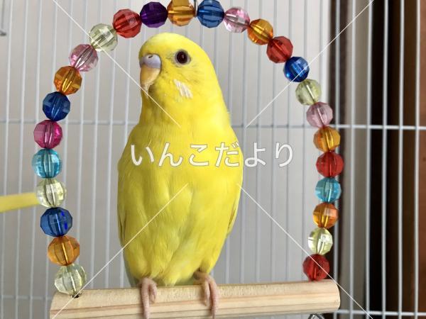 迷い鳥の写真