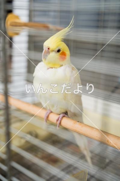迷い鳥の写真