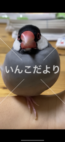 迷い鳥の写真