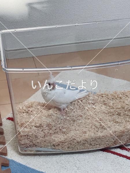 迷い鳥の写真