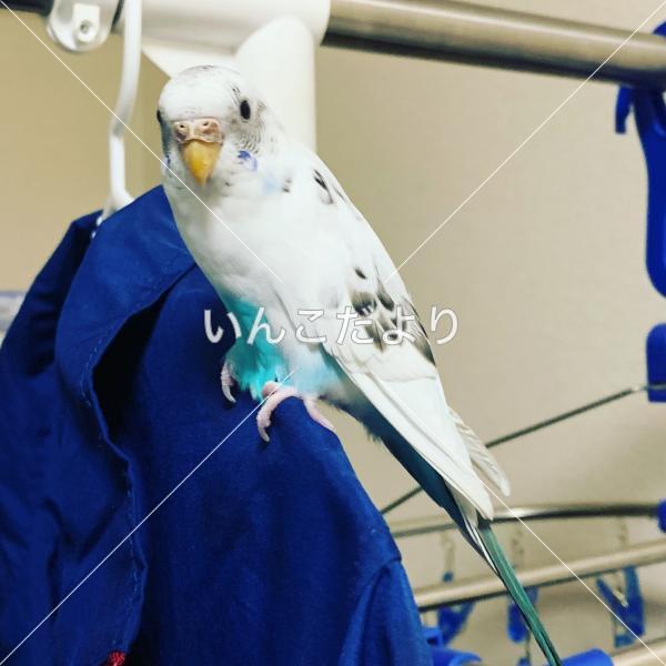 迷い鳥の写真