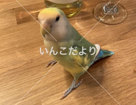 迷い鳥の写真