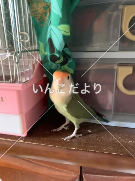 迷い鳥の写真